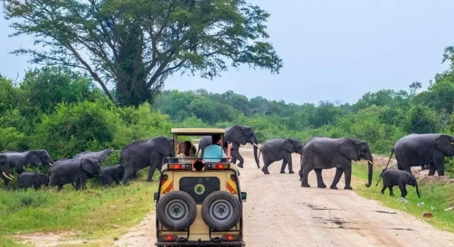 Uganda Game Drives in Queen Elizabeth National Park