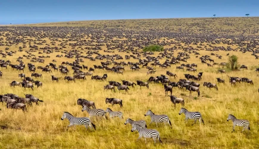 Wildebeest Migration safari packages tz