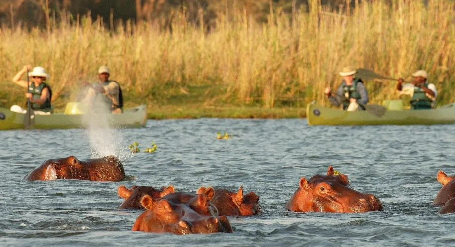 Zambezi Canoe Safaris