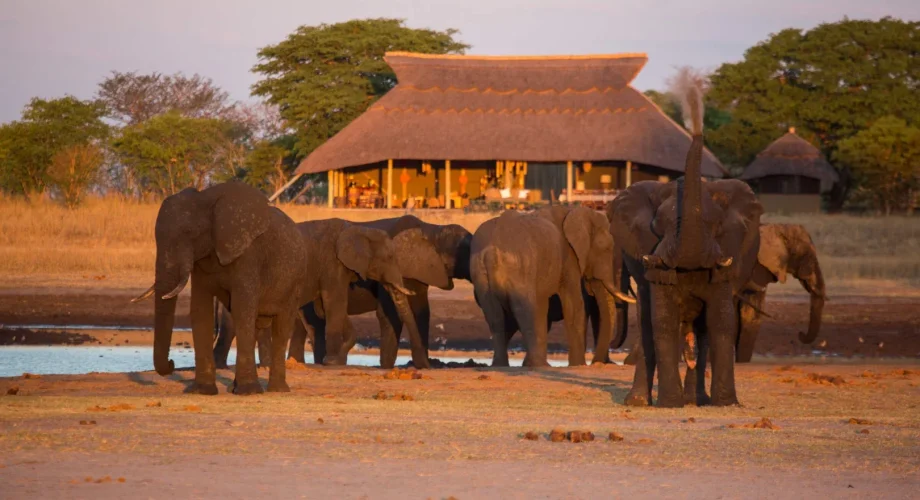 Zimbabwe Hwange National Park