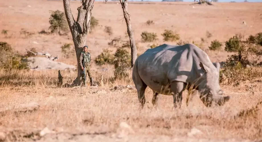 Zimbabwe Imire Rhino and Wildlife Conservation