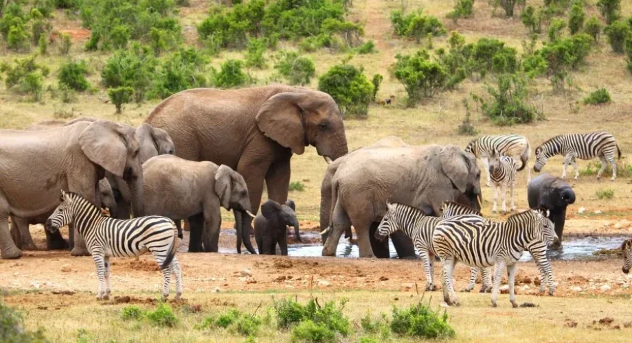 addo elephant Picnicking Safari