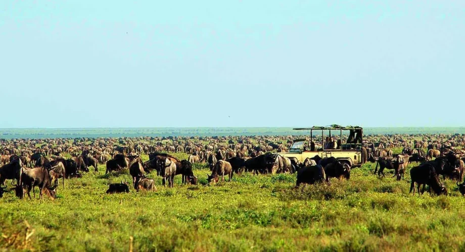 serengeti-national-park-safari-packages
